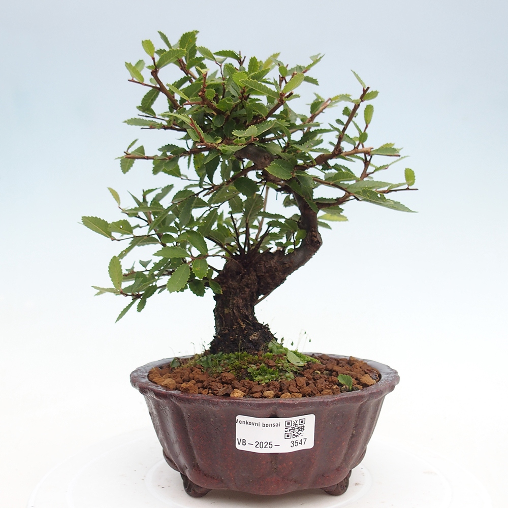 Bonsai im Freien - Zelkova - Zelkova NIRE