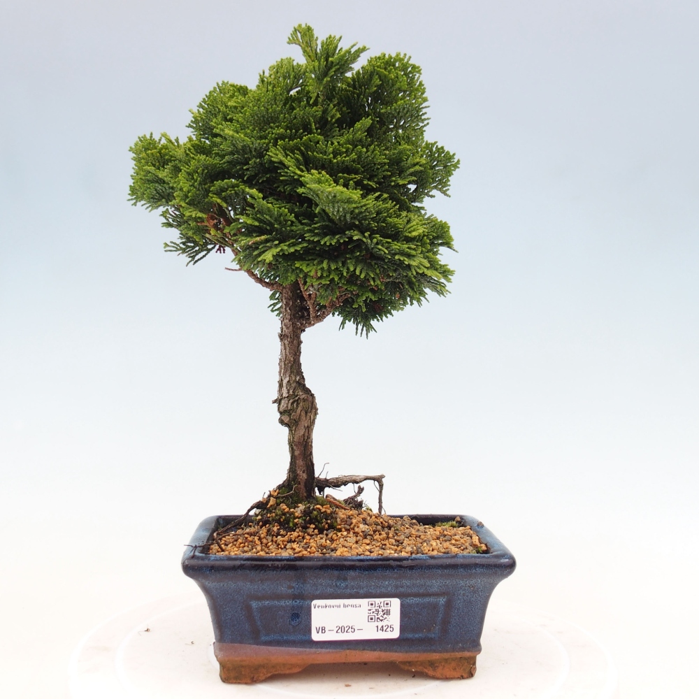 Bonsai im Freien - Cham.pis obtusa Nana Gracilis - Zypresse