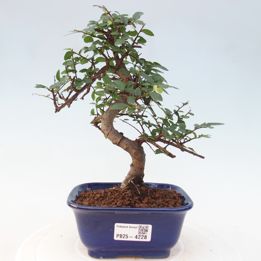 Zimmerbonsai - Ulmus parvifolia - Kleinblättrige Ulme