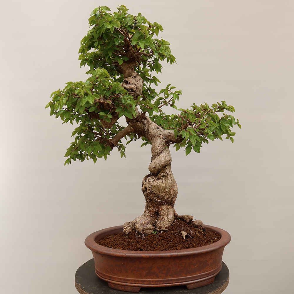 Bonsai im Freien - Carpinus Coreana - Koreanische Hainbuche