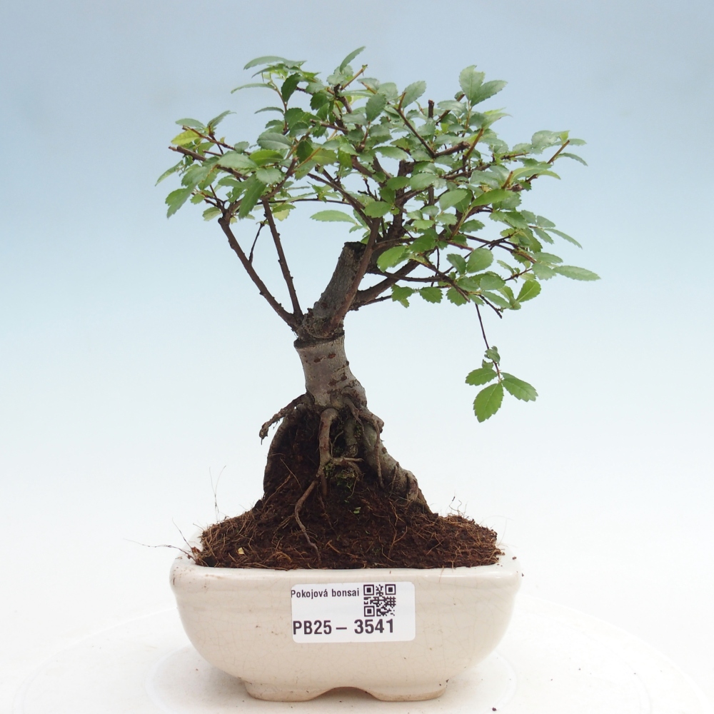 Zimmerbonsai - Ulmus parvifolia - Kleinblättrige Ulme