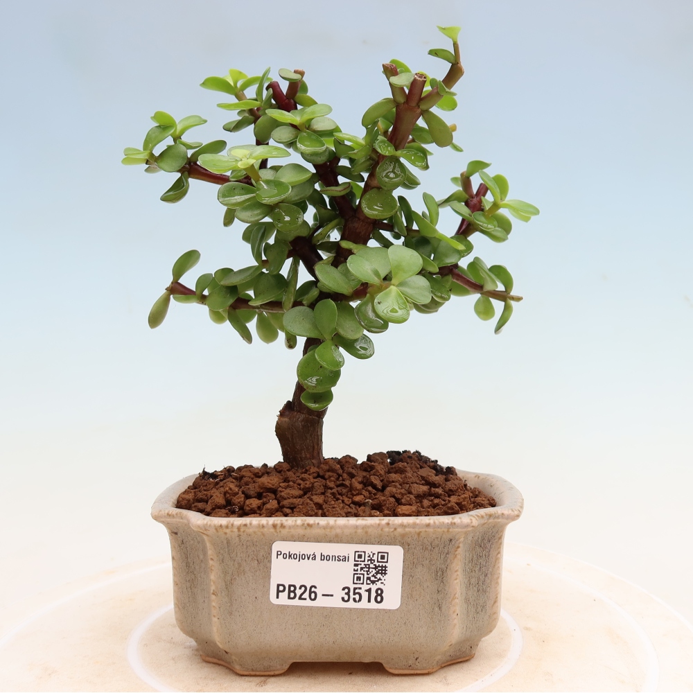 Zimmer Bonsai - Portulakaria Afra - Tlustice