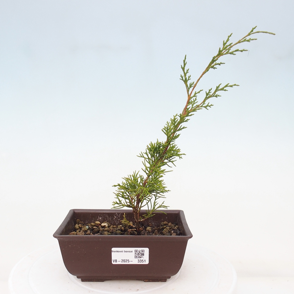 Outdoor bonsai - Juniperus chinensis Itoigawa - Chinese juniper