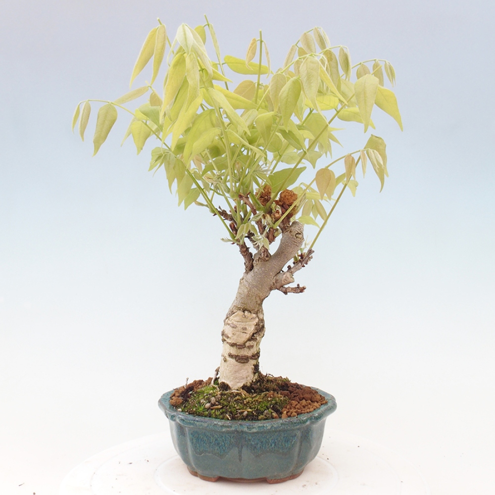 Bonsai im Freien - Wisteria floribunda - Wisteria floribunda
