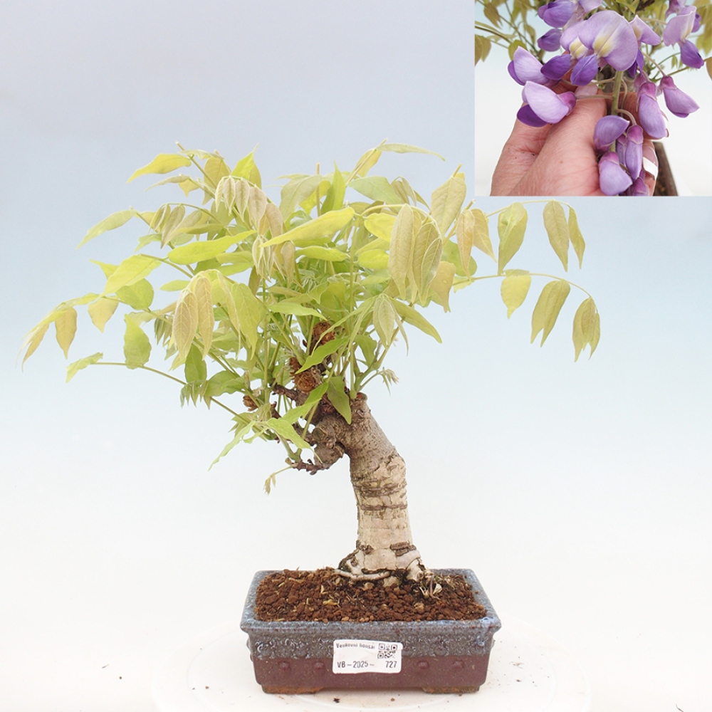 Bonsai im Freien - Wisteria floribunda - Wisteria floribunda