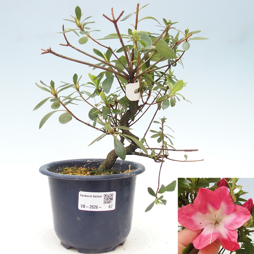 Bonsai für draußen - Japanische Azalee - Azalea Rin