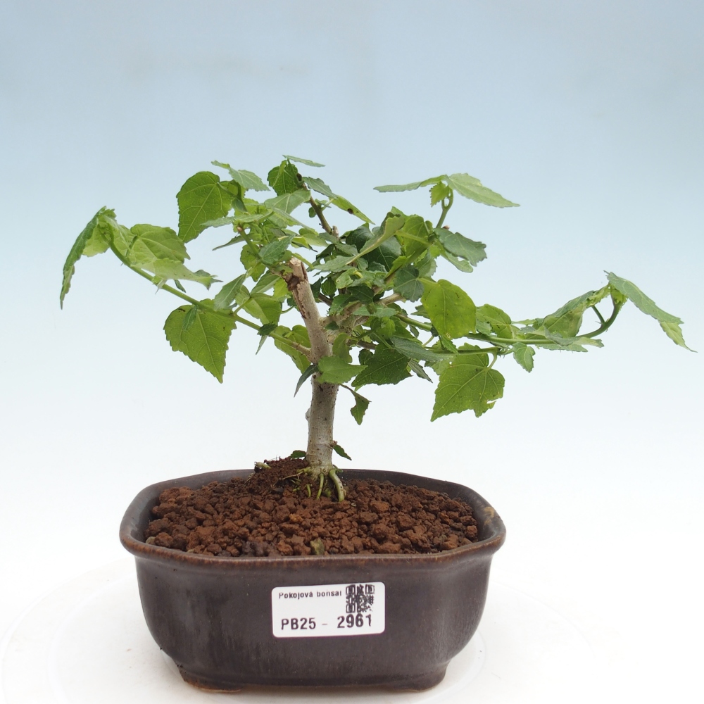 Zimmerbonsai - Malvaviscus arboreus - holziger Hibiskus