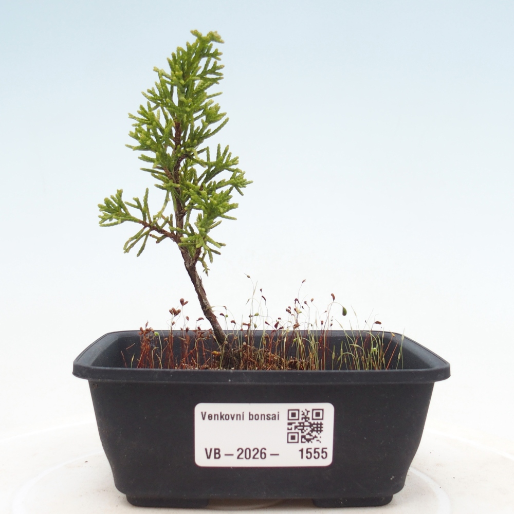 Bonsai für draußen - Juniperus chinensis Itoigawa