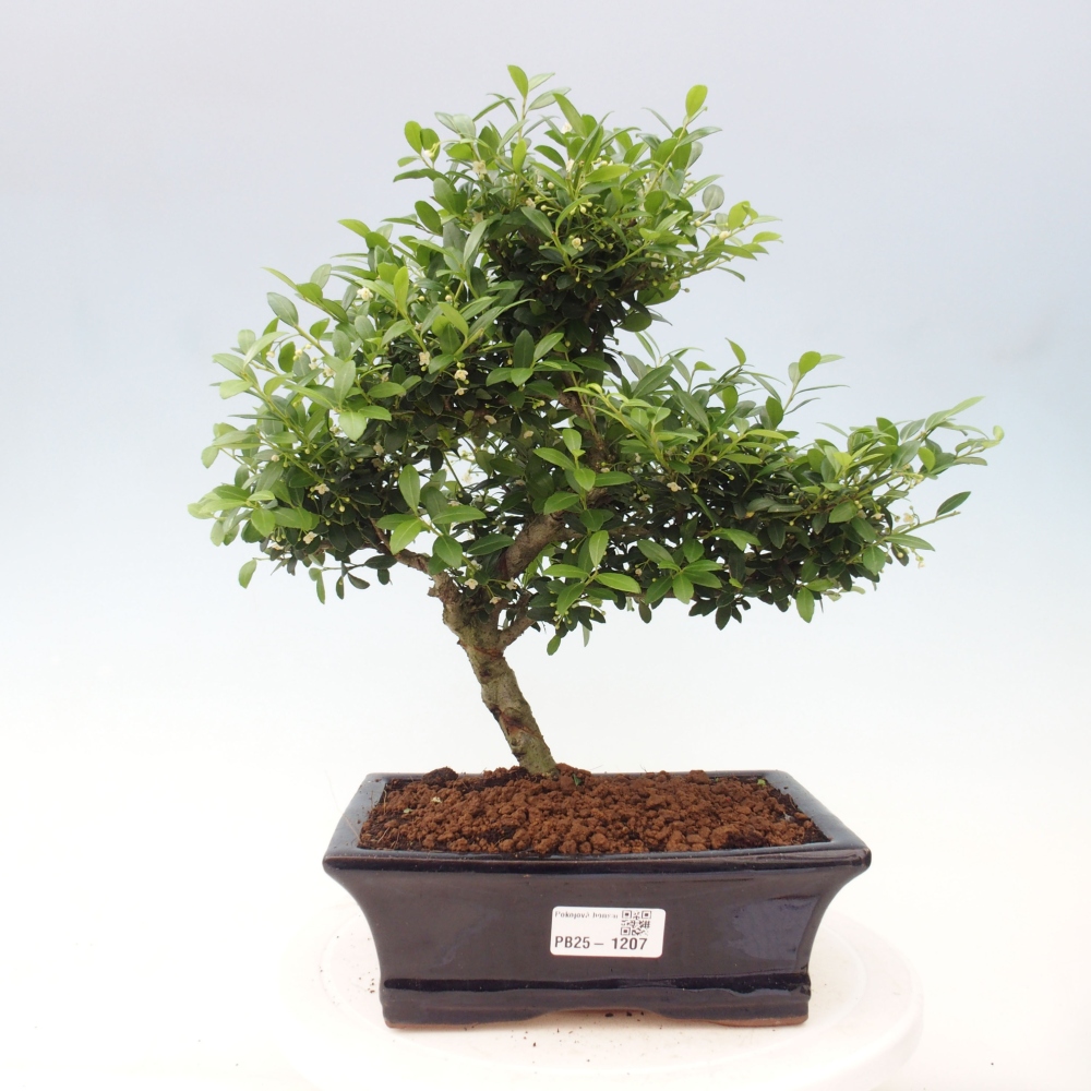 Zimmerbonsai - Ilex crenata - Holly