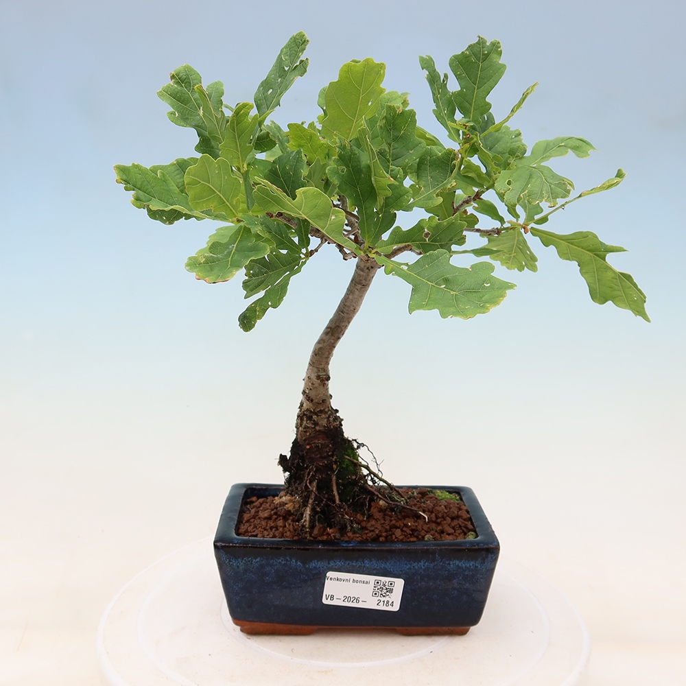 Freiland-Bonsai – Quercus robur – Stieleiche