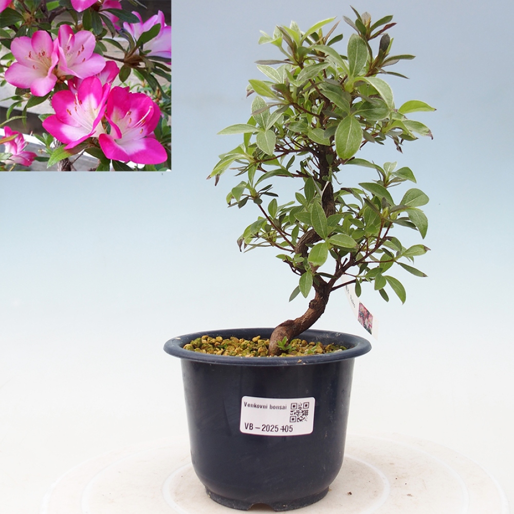 Bonsai im Freien - Japanische Azalee - Azalea Reiko