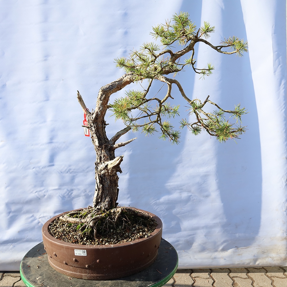 Pinus sylvestris Spanien – Waldkiefer