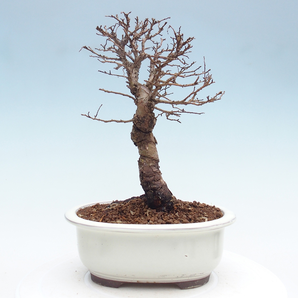Bonsai für draußen - Zelkova - Zelkova NIRE