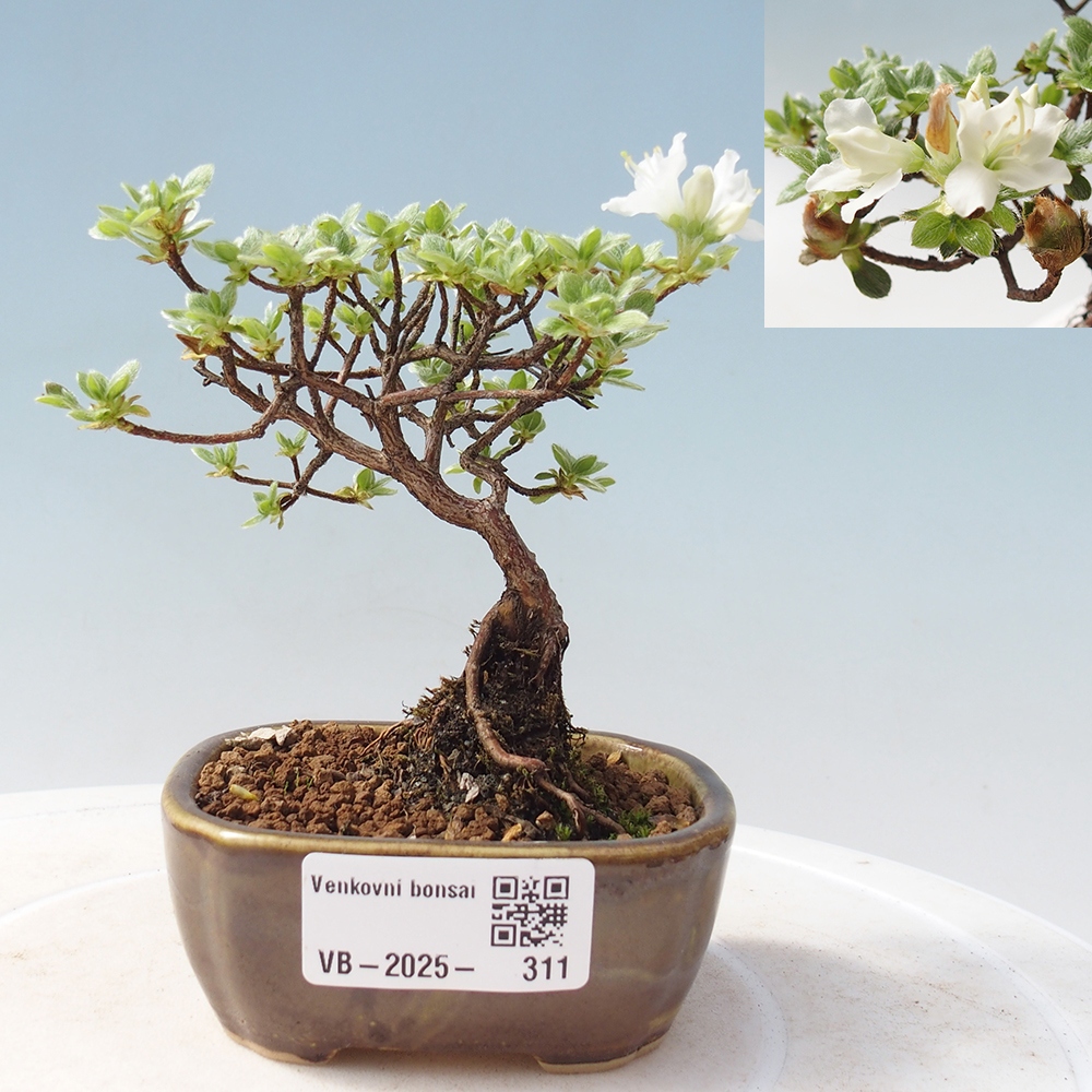 Outdoor-Bonsai - Rododendron indicum - Japanische Azalee