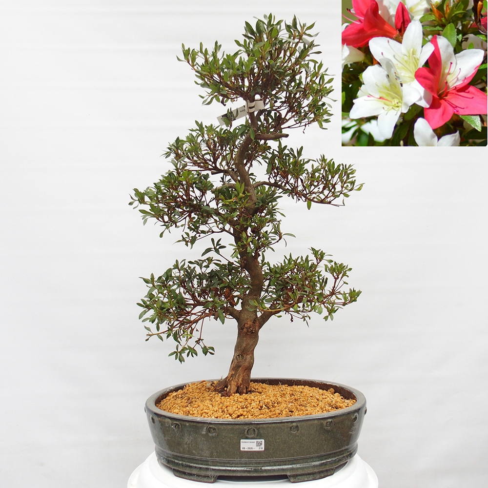 Bonsai für draußen - Japanische Azalee - Azalee CHIHIRO