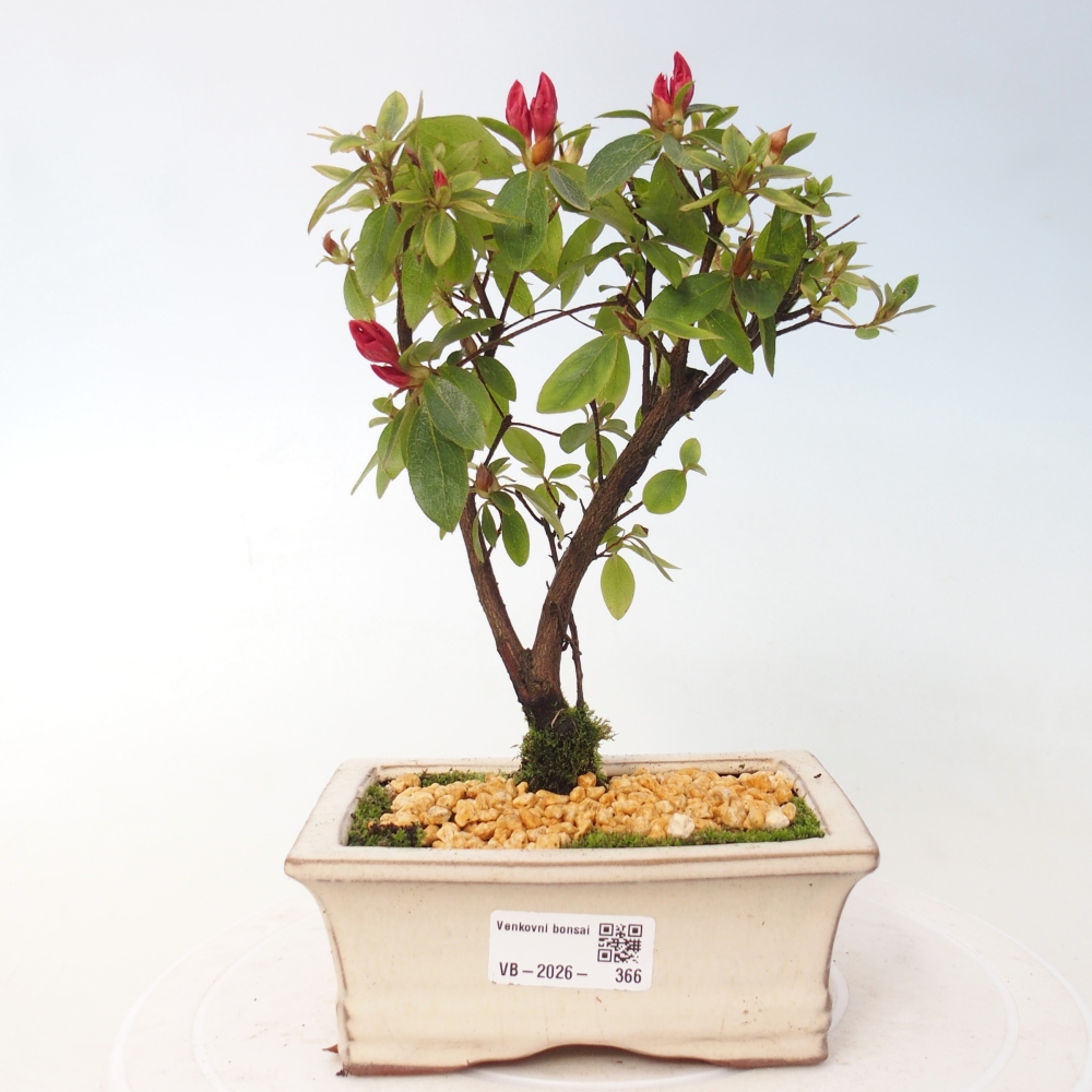 Bonsai für draußen - Japanische Azalee - Azalea sp.
