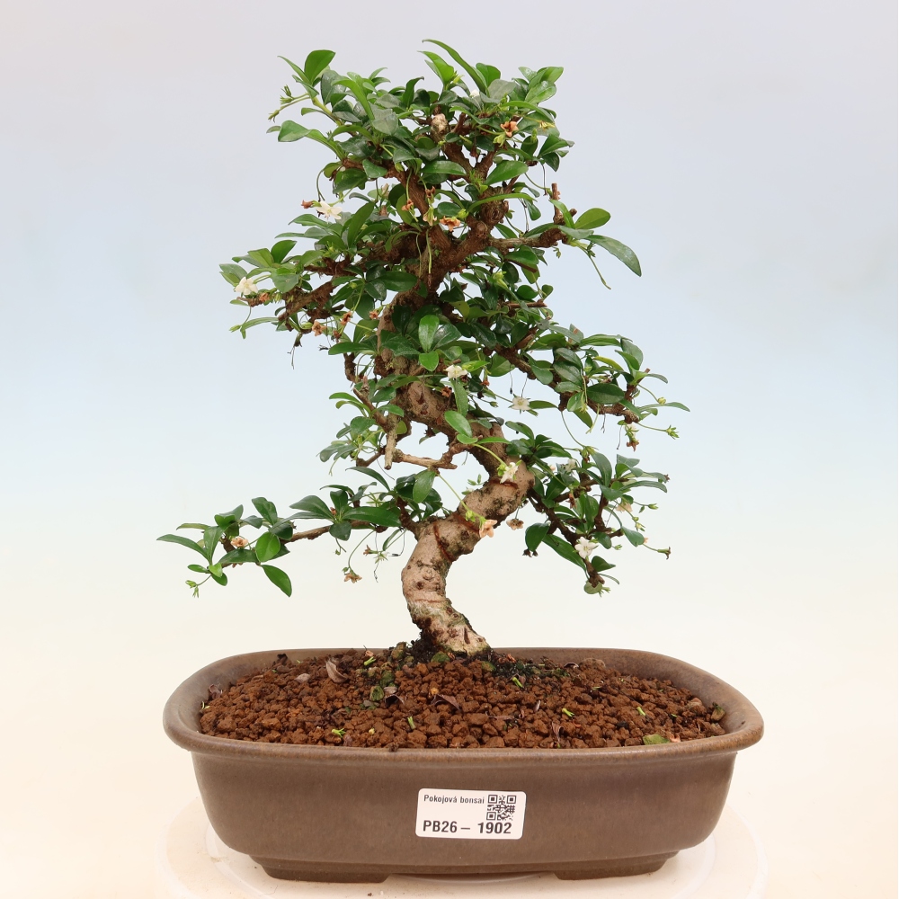 Zimmer-Bonsai - Carmona macrophylla - Tee-Fuki