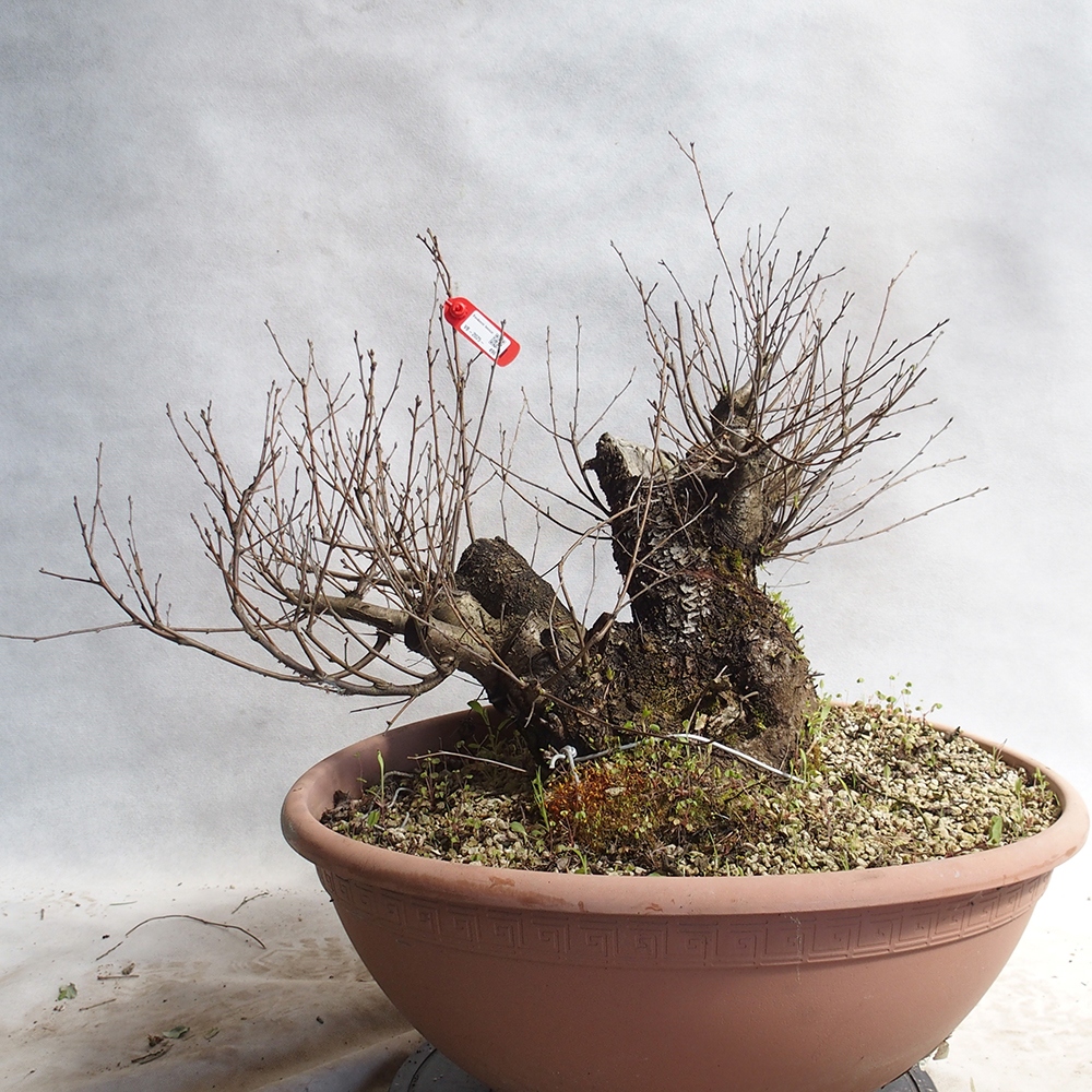 Outdoor Bonsai -Mahalebka - Prunus Mahaleb