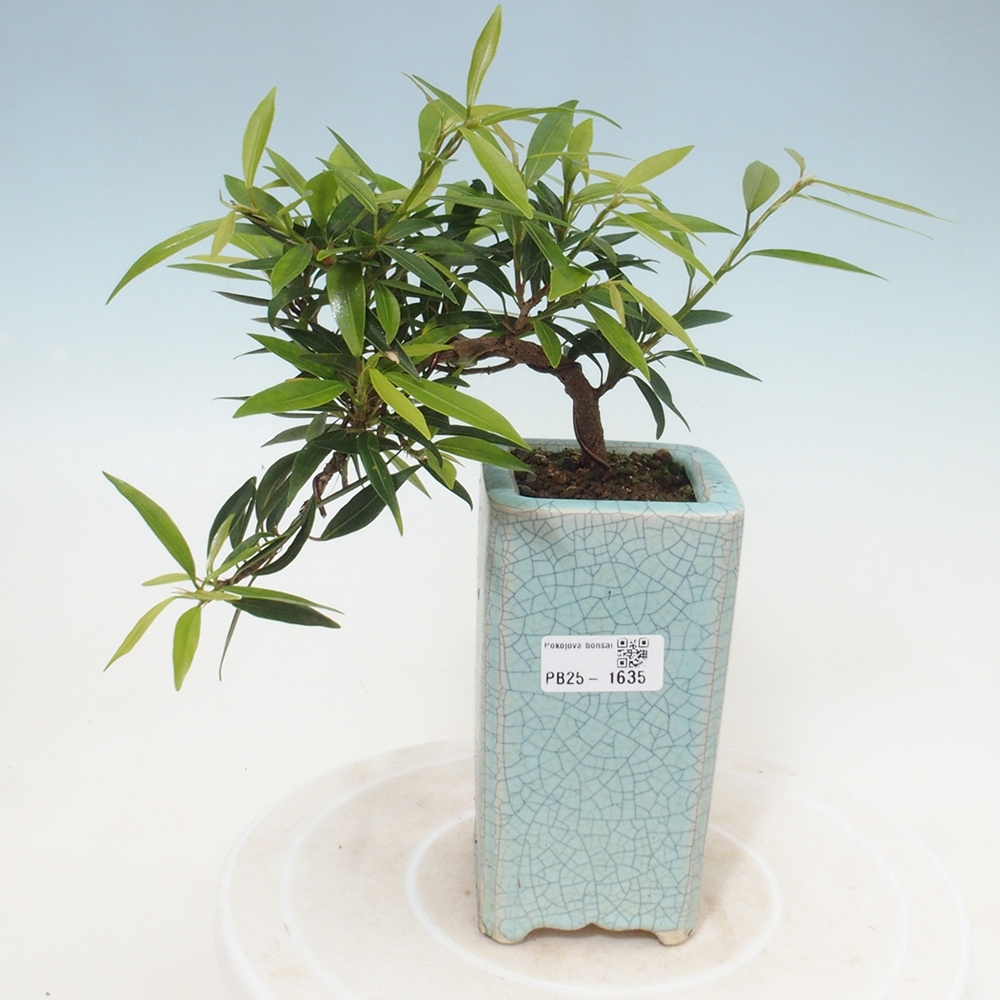 Zimmerbonsai - Ficus nerifolia - kleinblättriger Ficus
