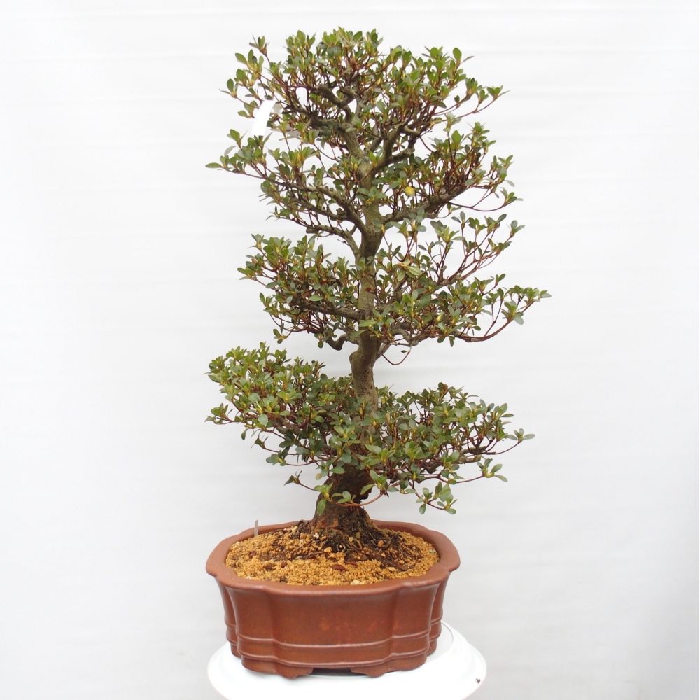 Bonsai für draußen - Japanische Azalee - Azalea Sansei