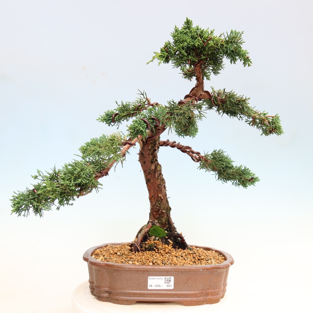 Bonsai für draußen - Juniperus chinensis Kishu