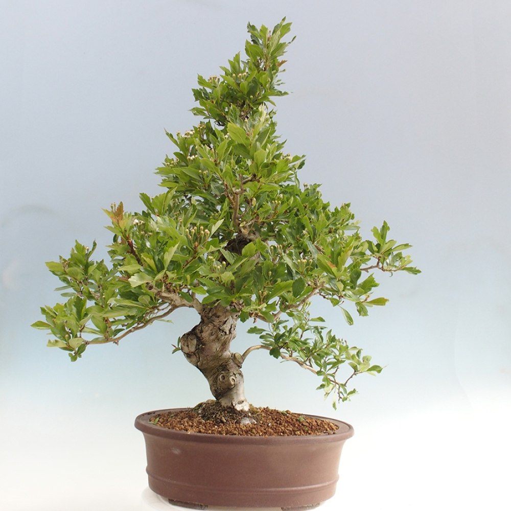 Bonsai im Freien - Weißdorn - Crataegus cuneata
