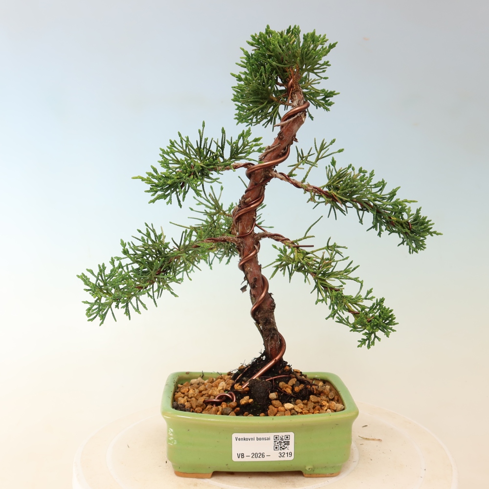 Bonsai für draußen - Juniperus chinensis Kishu