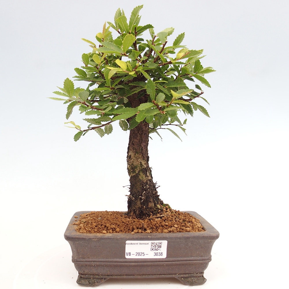 Bonsai im Freien - Zelkova - Zelkova NIRE