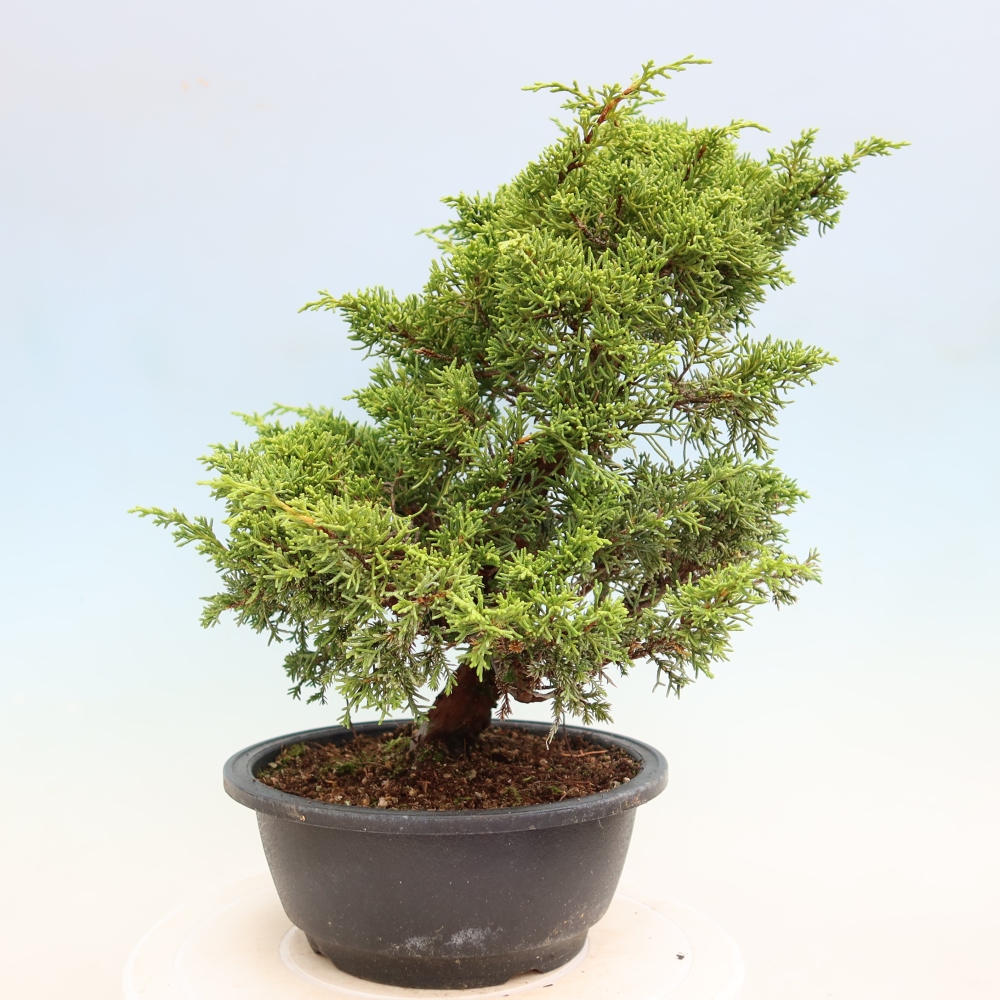 Bonsai für draußen - Juniperus chinensis Itoigawa-Juniperus chinensis