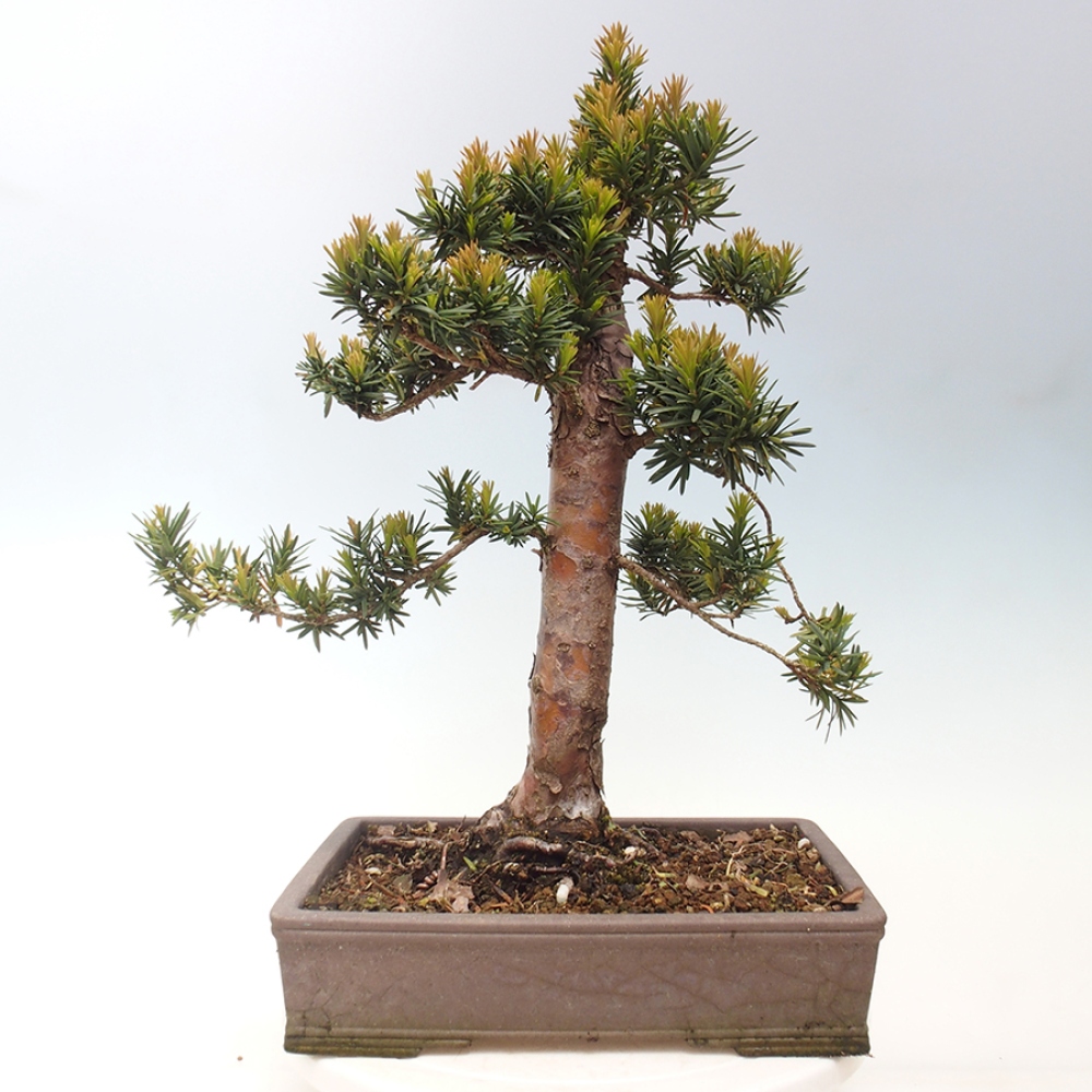 Bonsai im Freien - Taxus cuspidata - Japanische Eibe