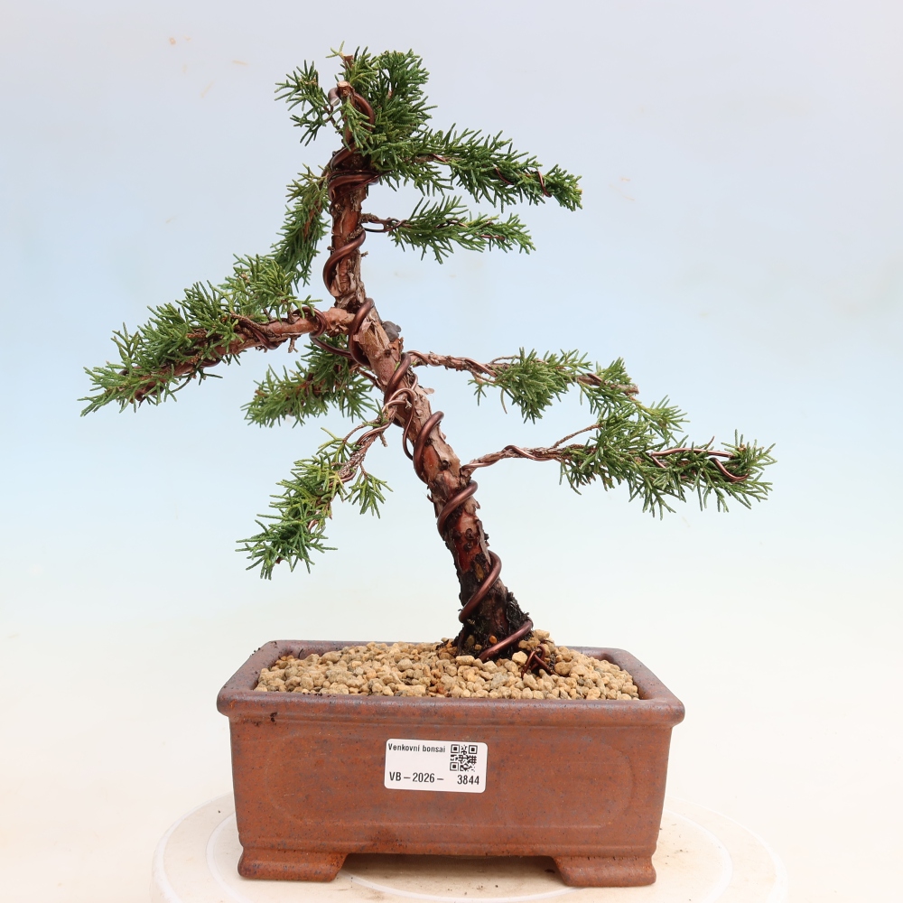 Bonsai für draußen - Juniperus chinensis Kishu