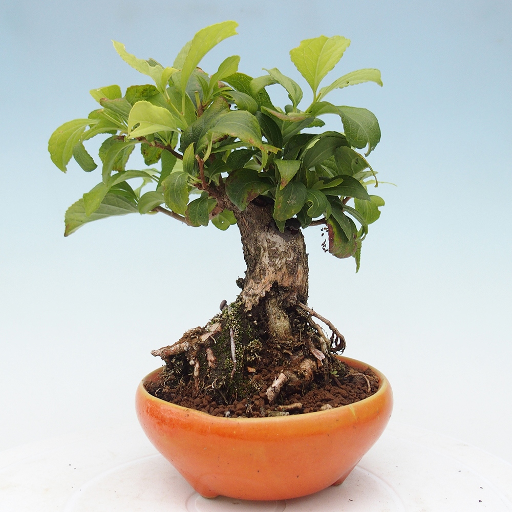 Outdoor-Bonsai - Celastrus Jesenec