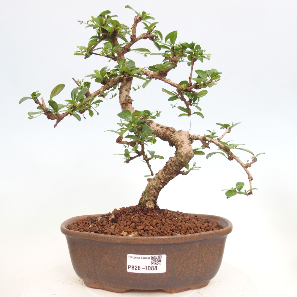 Zimmer-Bonsai - Carmona macrophylla - Tee-Fuki