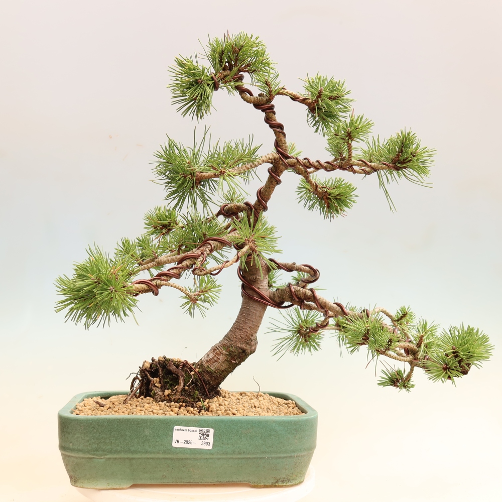 Bonsai für den Außenbereich – Pinus mugo Humpy – Zwergkiefer