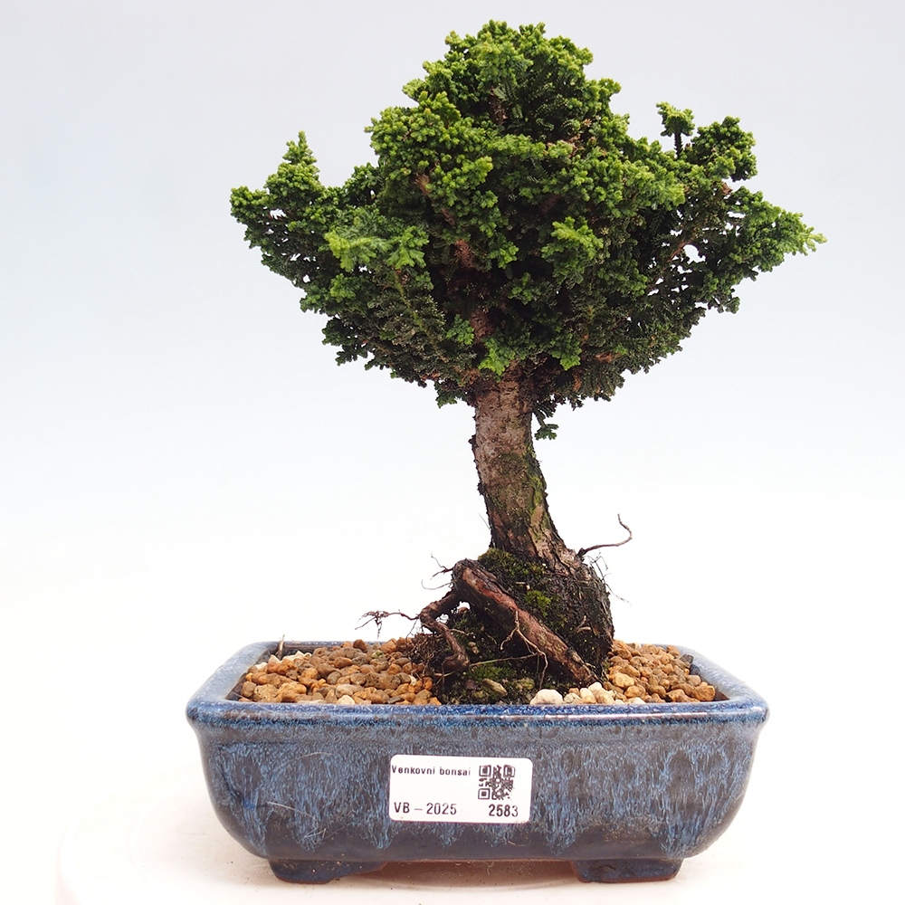 Bonsai im Freien - Cham. obtusa SEKKA HINOKI - Zypresse