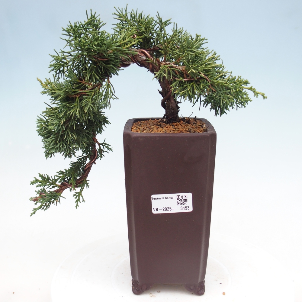 Bonsai im Freien - Juniperus chinensis Kishu - Chinesischer Wacholder