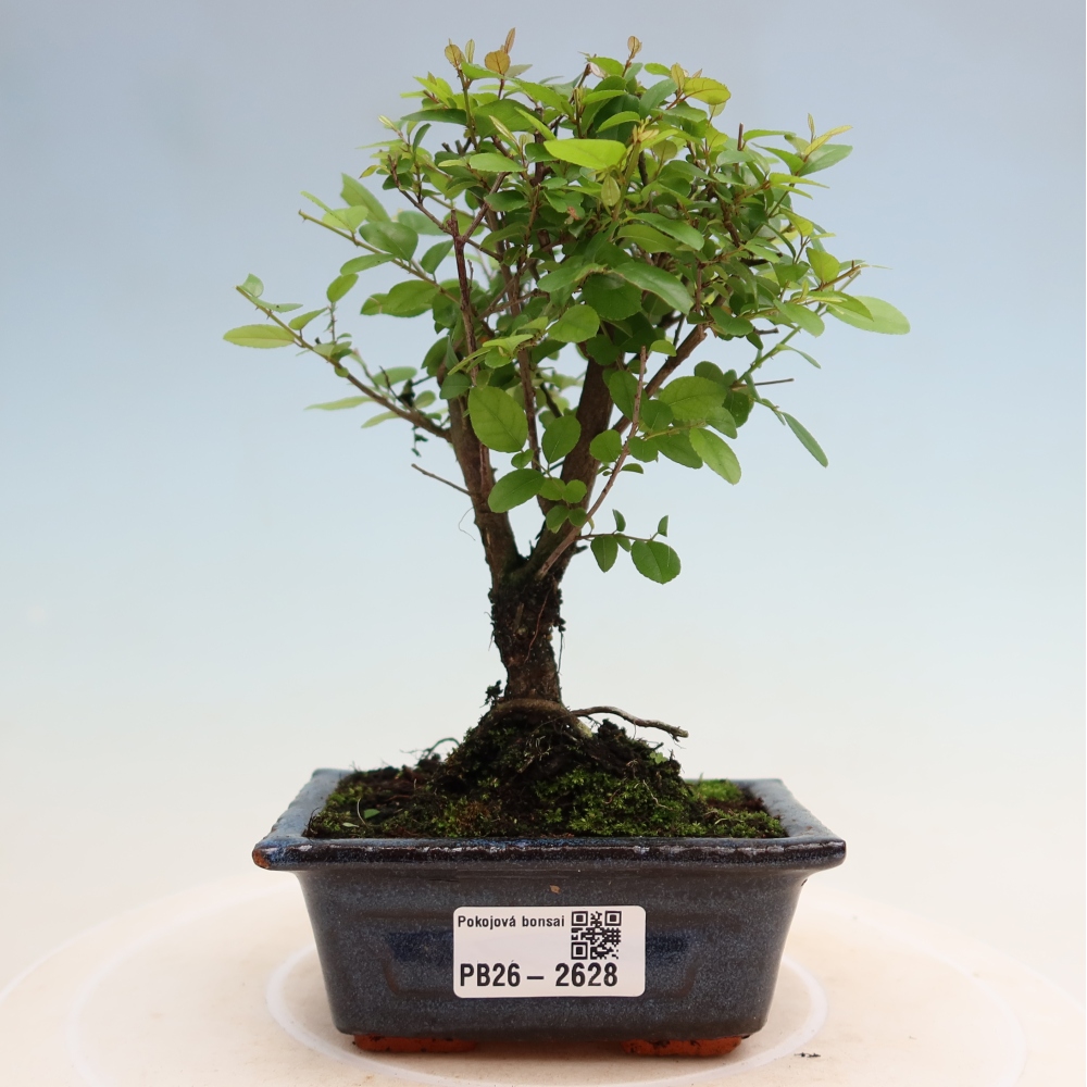 Zimmer Bonsai - Sageretia thea - Sageretia thea