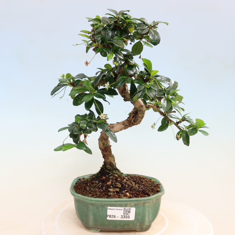 Zimmer-Bonsai - Carmona macrophylla - Tee-Fuki
