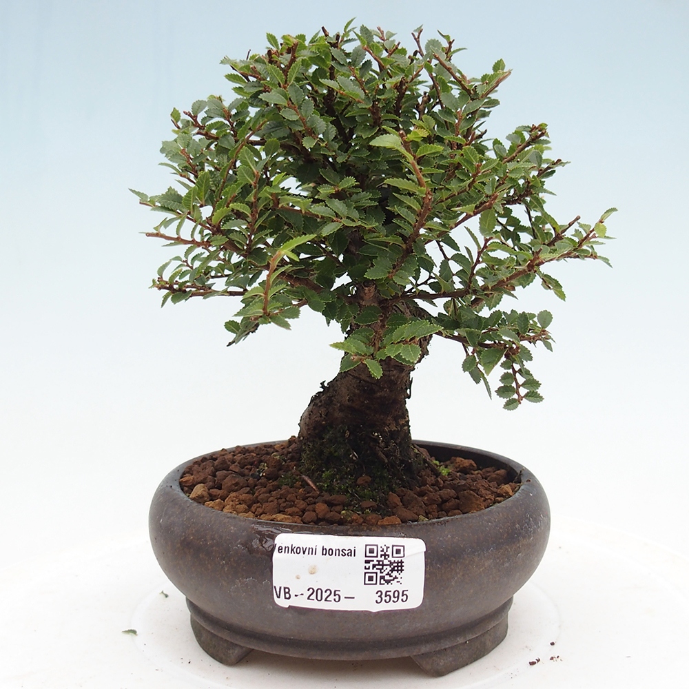 Bonsai für draußen - Ulmus parvifolia Hokkaido - Chinesische Ulme