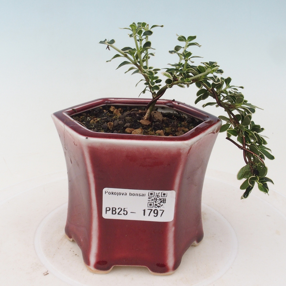 Zimmerbonsai - Serissa foetida Variegata - Baum der tausend Sterne