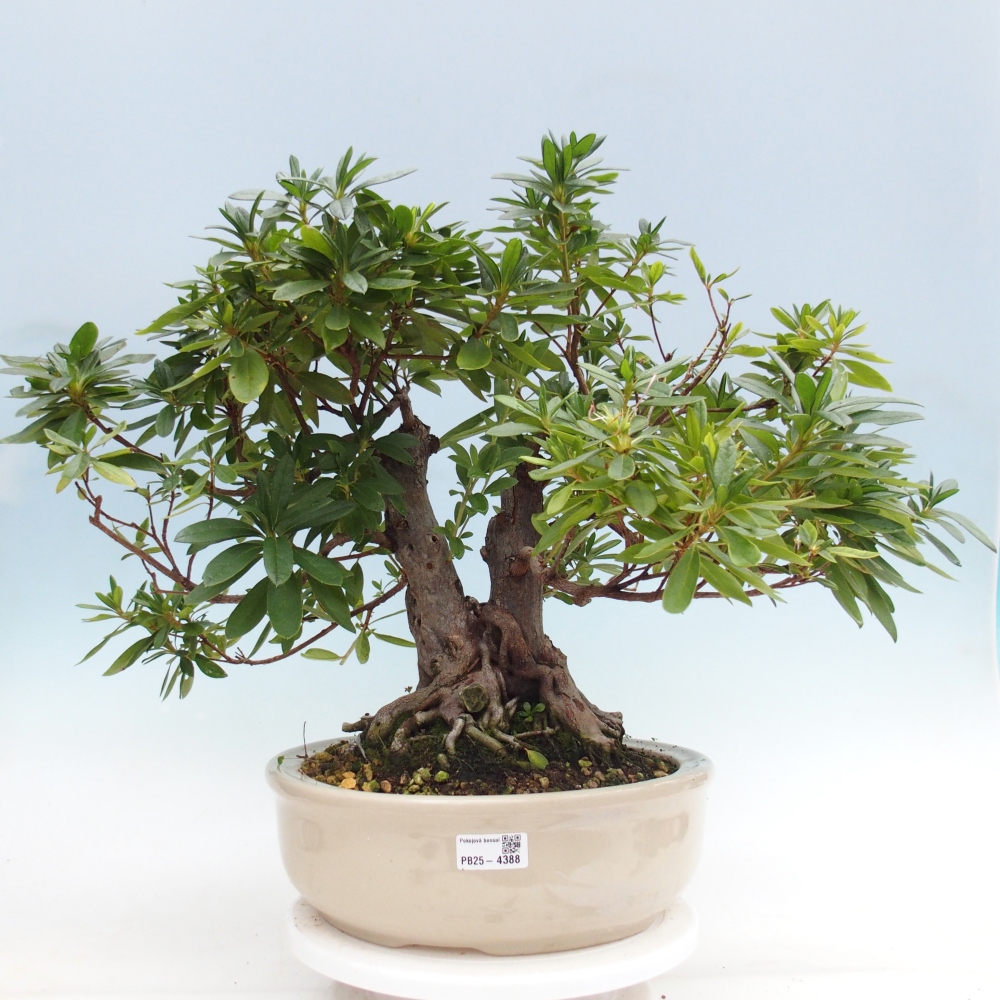 Zimmer Bonsai - Rhododendron simsii - Pfennigkraut