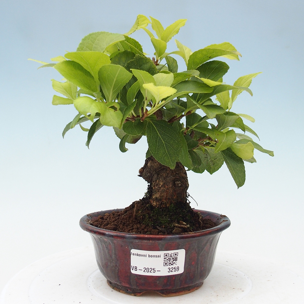 Outdoor-Bonsai - Celastrus Jesenec