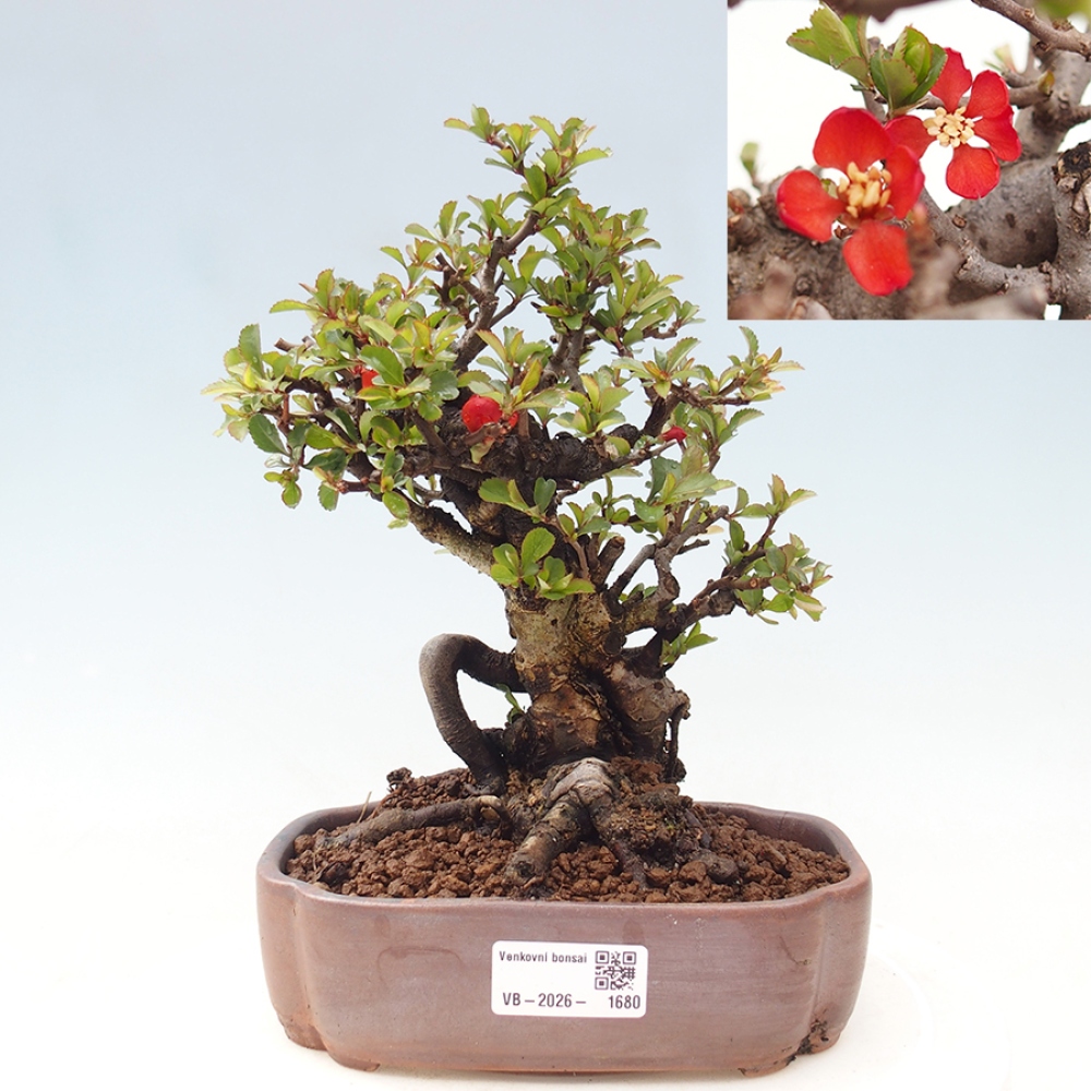 Bonsai für draußen - Chaneomeles speciosa - Quitte