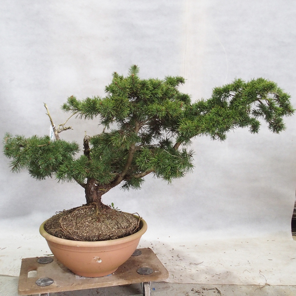 Yamadori - Pinus sylvestris 