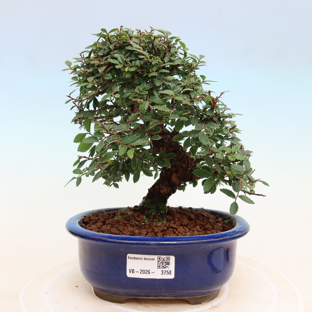 Bonsai für draußen - Zelkova - Zelkova NIRE