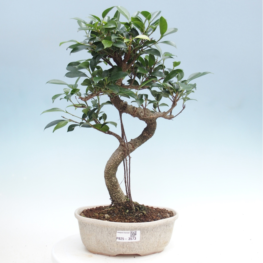 Zimmerbonsai - Ficus retusa - Kleinblättriger Ficus