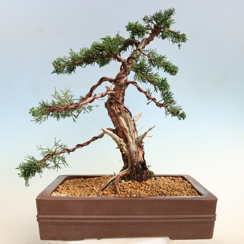 Bonsai für draußen - Juniperus chinensis Kishu
