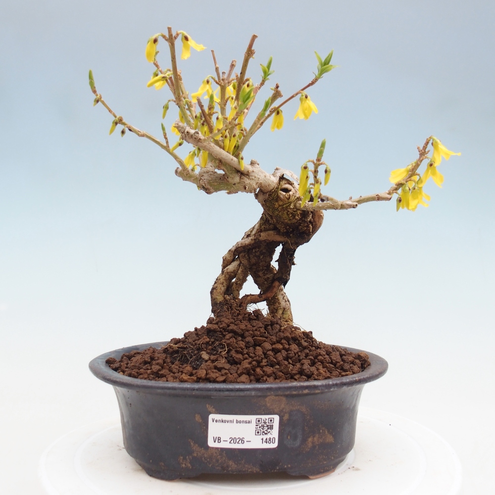 Bonsai für draußen - Zlatice - Forsythia koreana