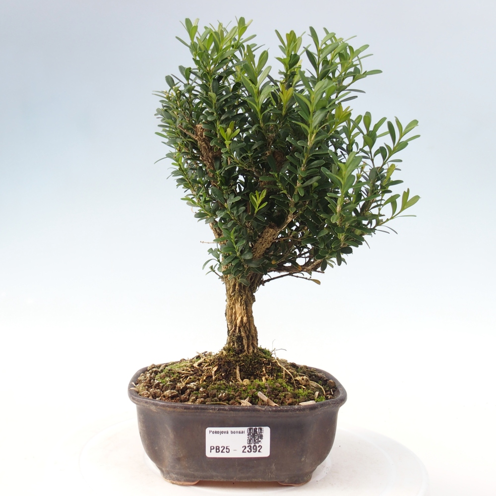 Innenbonsai - Buxus harlandii - Korkbuchsbaum