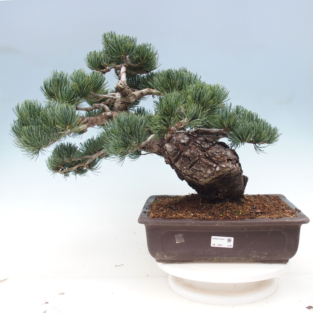 Bonsai im Freien - Pinus parviflora - kleine Kiefer